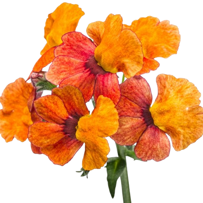 Sunsatia® Blood Orange™ Nemesia (Nemesia hybrid)