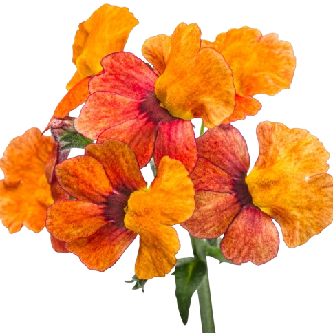 Sunsatia® Blood Orange™ Nemesia (Nemesia hybrid)