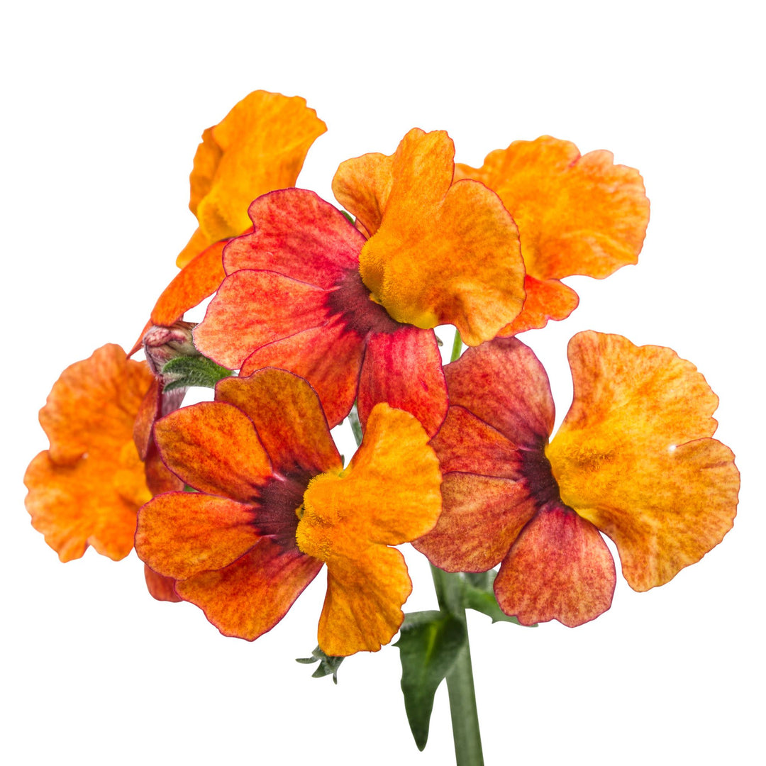 Nemesia | Sunsatia® Blood Orange™ | Proven Winners® Annuals