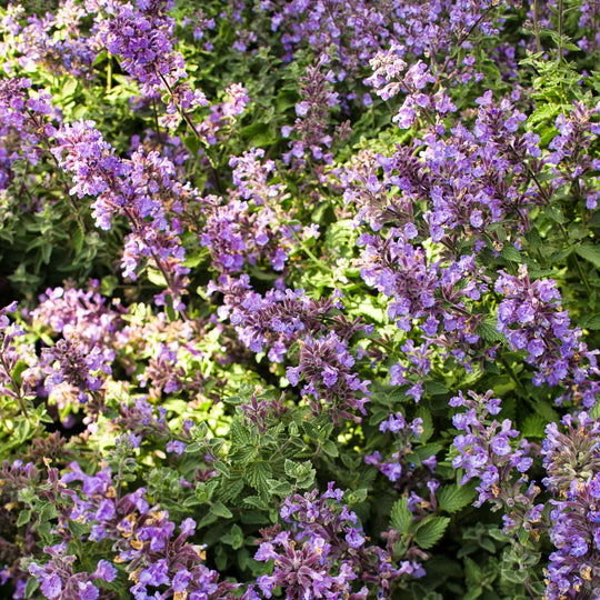 'Cat's Meow' Catmint (Nepeta faassenii)