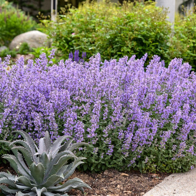 'Cat's Meow' 'Cat's Meow' Catmint in focus.