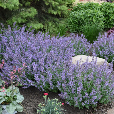 'Cat's Meow' 'Cat's Meow' Catmint in use.