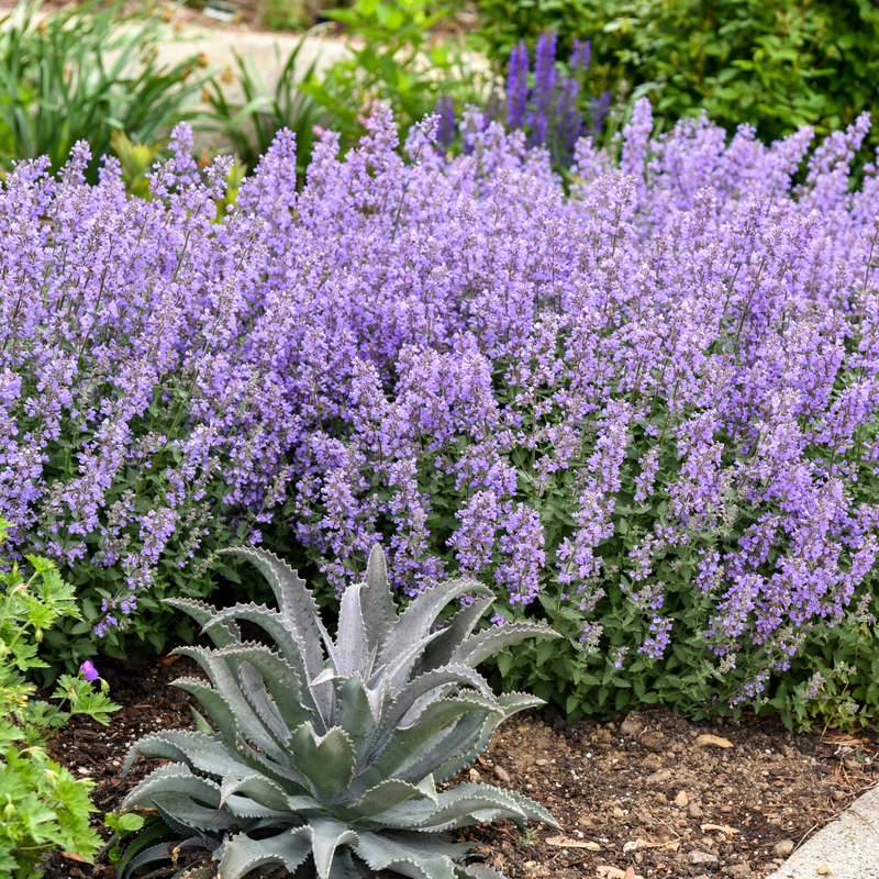 Catmint | 'Cat's Meow' | Proven Winners Perennials  Proven Winners Direct