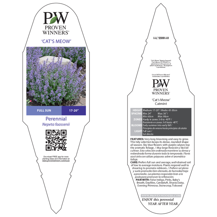 lavender plant cats Catmint | 'Cat's Meow'