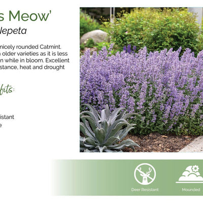 'Cat's Meow' 'Cat's Meow' Catmint detailed plant packaging.