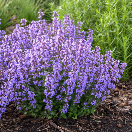 'Cat's Pajamas' Catmint (Nepeta hybrid)