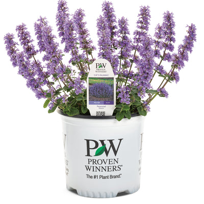 'Cat's Pajamas' Catmint in container.