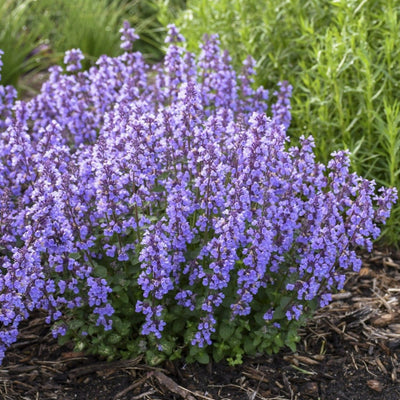 'Cat's Pajamas' Catmint in focus.