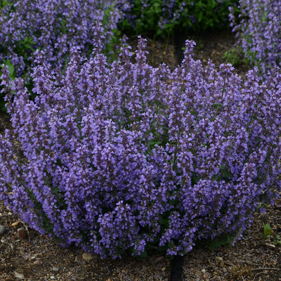 'Cat's Pajamas' Catmint in use.