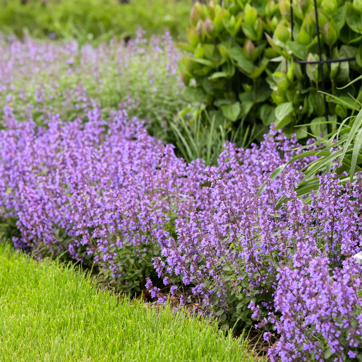 Catmint | 'Cat's Pajamas' | Proven Winners® Perennials – Proven