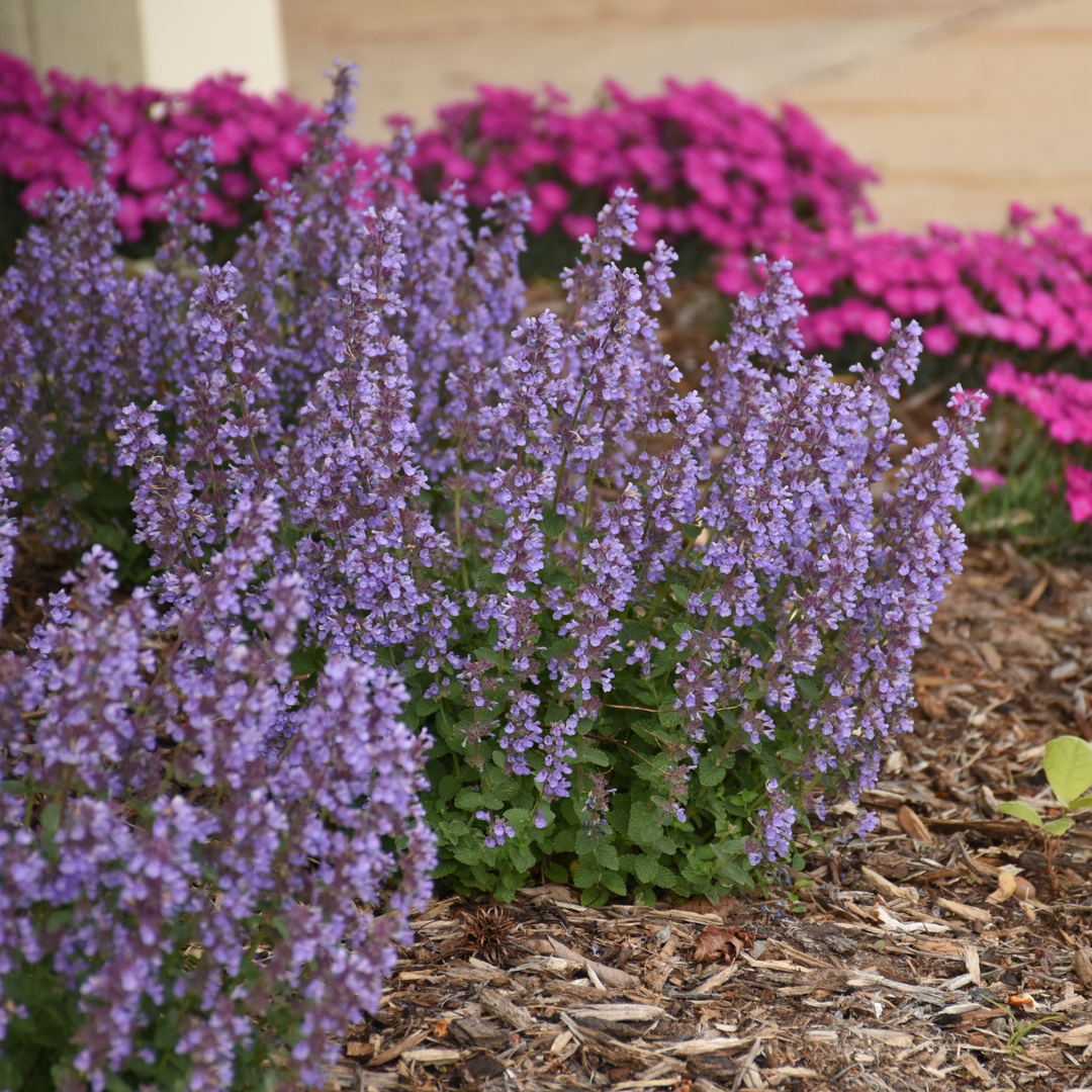 Catmint | 'Cat's Pajamas' | Proven Winners® Perennials – Proven