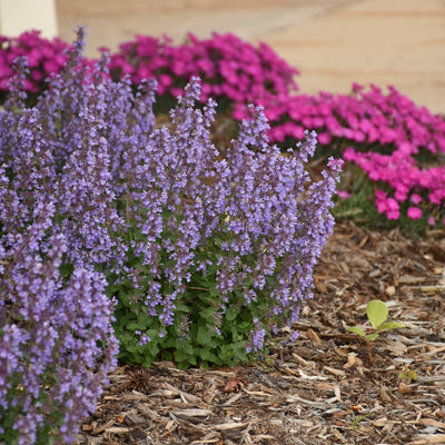 'Cat's Pajamas' Catmint in use.