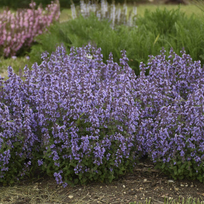 'Cat's Pajamas' Catmint in use.