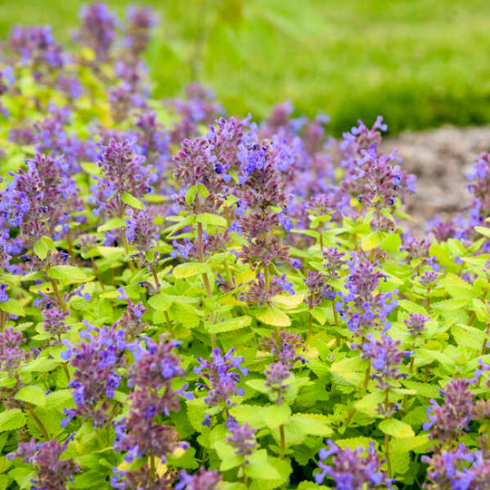 'Lemon Purrfection' Catmint (Nepeta hybrid) | Proven Winners® New Variety 2026