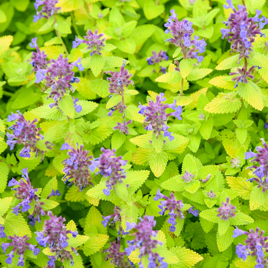'Lemon Purrfection' Catmint (Nepeta hybrid) | Proven Winners® New Variety 2026