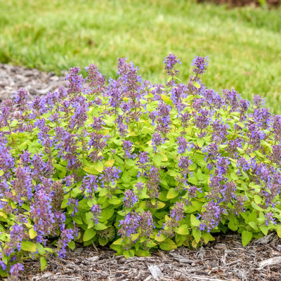 'Lemon Purrfection' Catmint (Nepeta hybrid) | Proven Winners® New Variety 2026