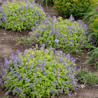 'Lemon Purrfection' Catmint (Nepeta hybrid) | Proven Winners® New Variety 2026