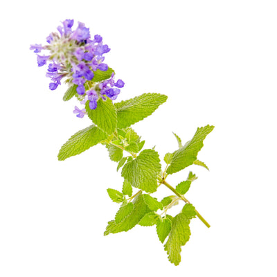 'Lemon Purrfection' Catmint (Nepeta hybrid) | Proven Winners® New Variety 2026