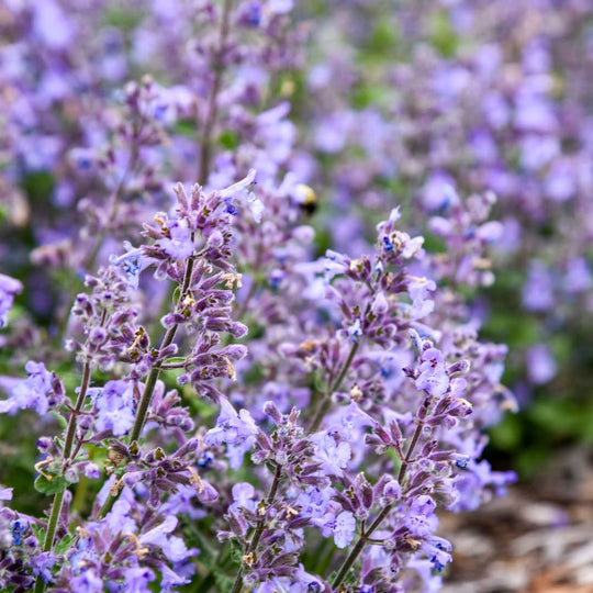 'Catwalk Queen' Catmint (Nepeta hybrid) | Proven Winners® New Variety 2026