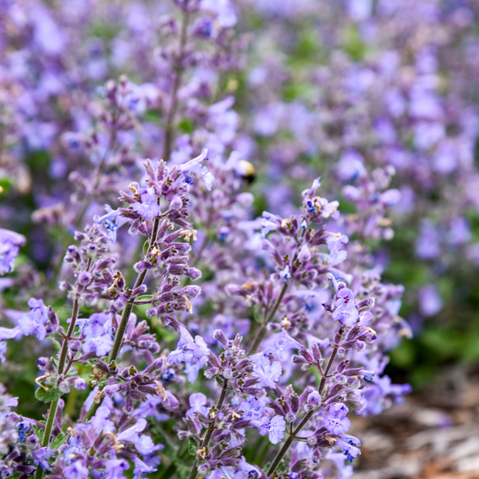 'Catwalk Queen' Catmint (Nepeta hybrid) | Proven Winners® New Variety 2026