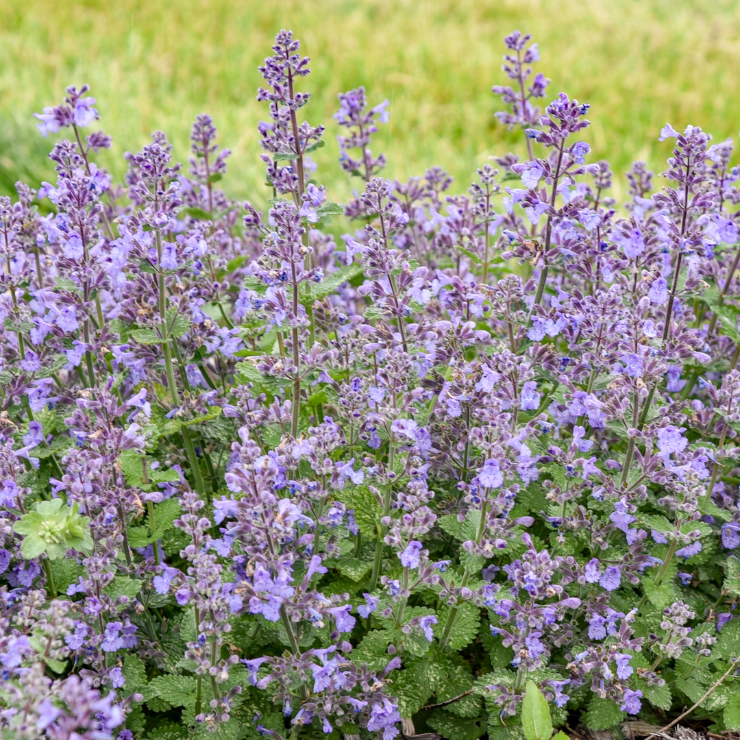 Catmint | 'Catwalk Queen' | Proven Winners® Perennials – Proven