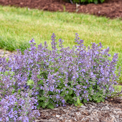 'Catwalk Queen' Catmint (Nepeta hybrid) | Proven Winners® New Variety 2026