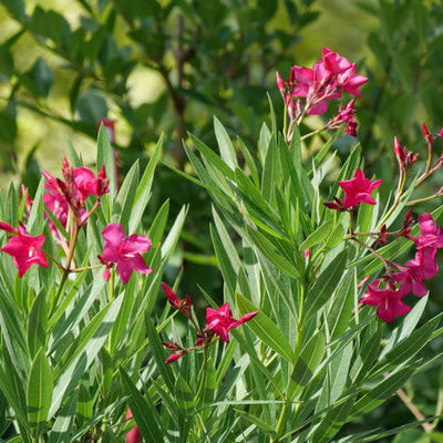 Austin Pretty Limits Oleander up close.