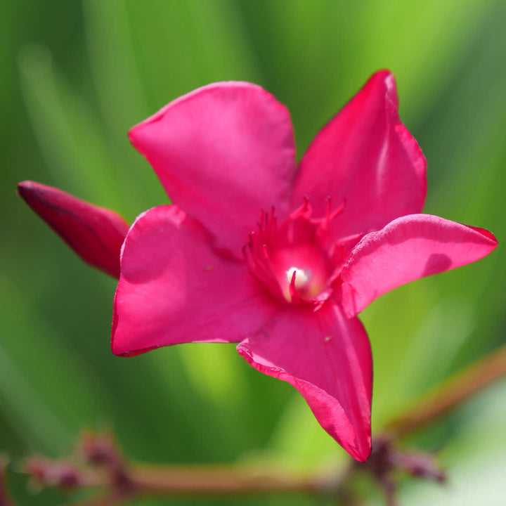 Austin Pretty Limits Austin Pretty Limits Oleander up close.