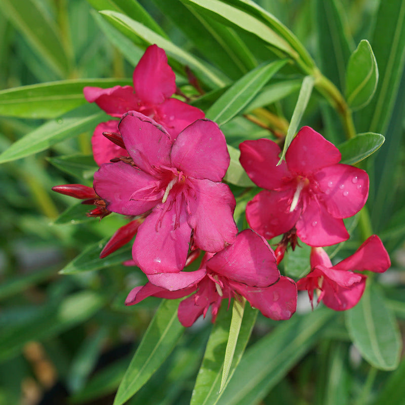 Austin Pretty Limits Austin Pretty Limits Oleander up close.