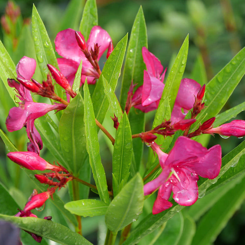 Austin Pretty Limits Austin Pretty Limits Oleander up close.