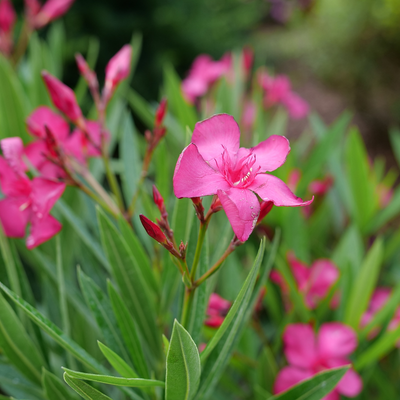 Austin Pretty Limits Austin Pretty Limits Oleander up close.