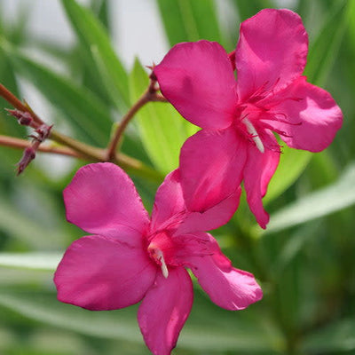 Austin Pretty Limits Oleander up close.