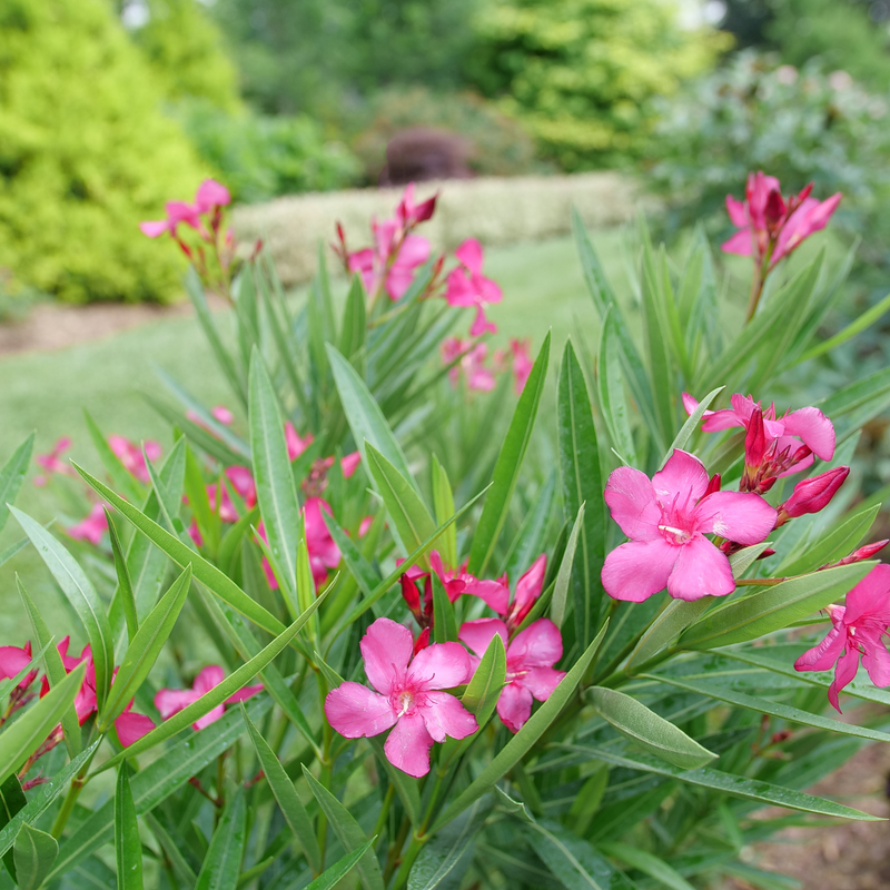 Austin Pretty Limits Austin Pretty Limits Oleander in focus.