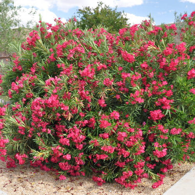 Austin Pretty Limits Oleander in focus.