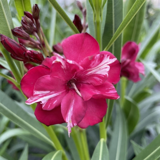 ¡Olé! Bicolor Red Oleander (Nerium oleander) | Proven Winners® New Variety 2027