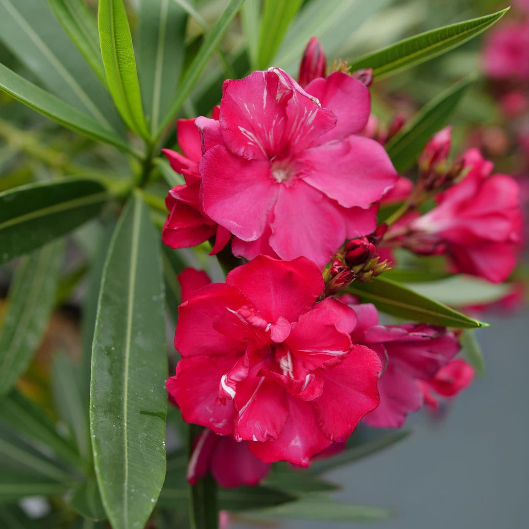 ¡Olé! Bicolor Red Oleander (Nerium oleander) | Proven Winners® New Variety 2027