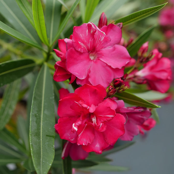 Oleander | ¡Olé! Bicolor Red