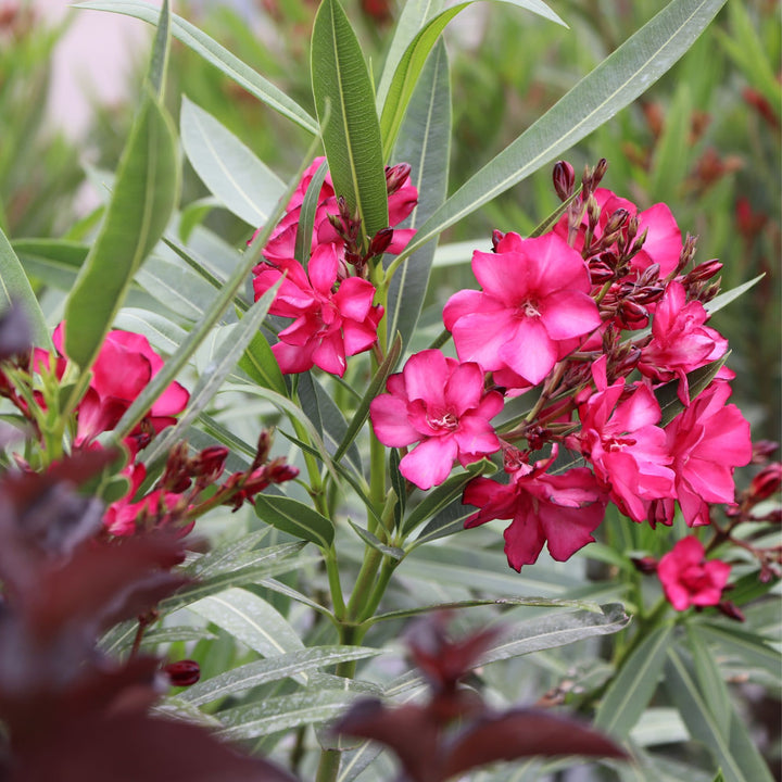 oleander plant fertilizer ¡Olé! Bicolor Red Oleander (Nerium oleander)