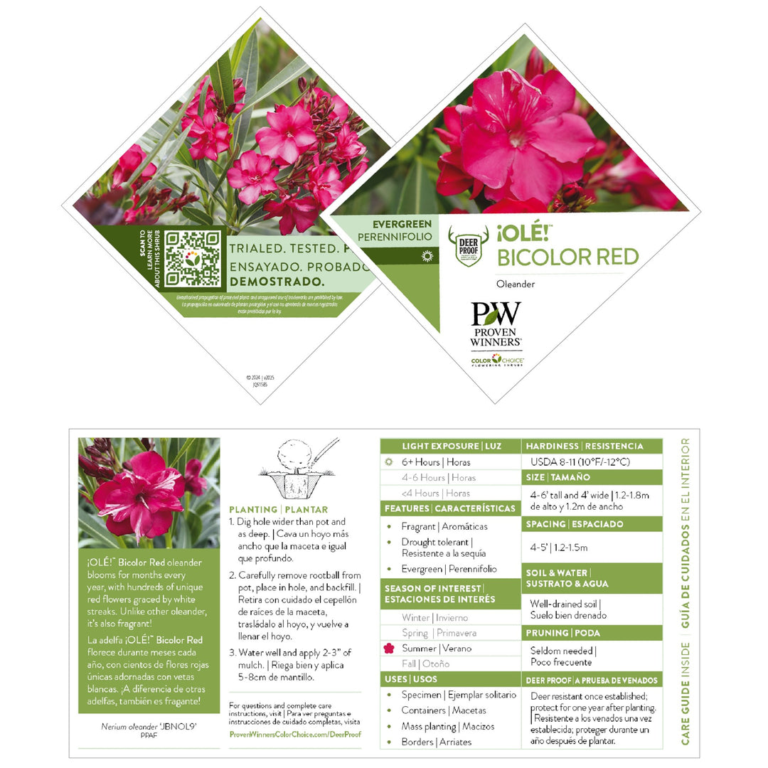 ¡Olé! Bicolor Red Oleander (Nerium oleander) | Proven Winners® New Variety 2027