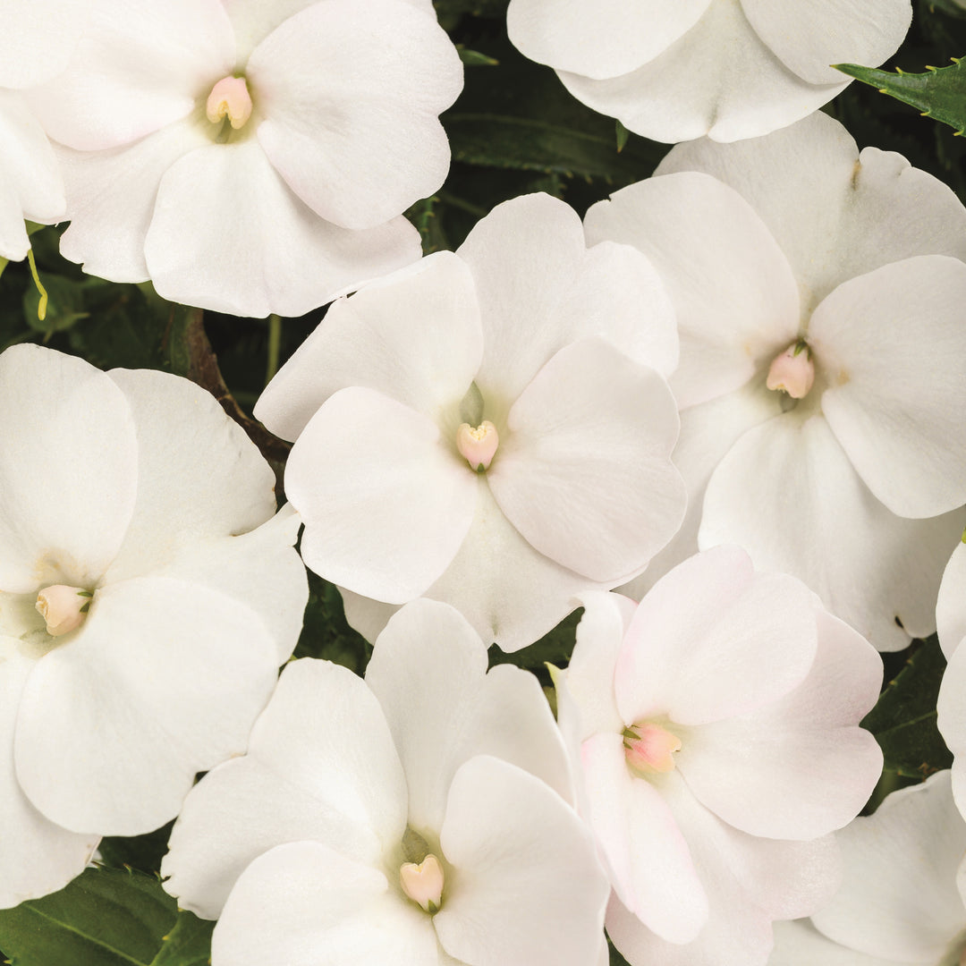 Impatiens | Proven Selections® SunPatiens® Compact Classic White