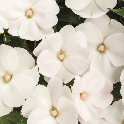 Proven Selections® SunPatiens® Compact Classic White Impatiens (Impatiens x hybrida)