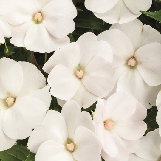 Proven Selections® SunPatiens® Compact Classic White Impatiens (x hybrida)