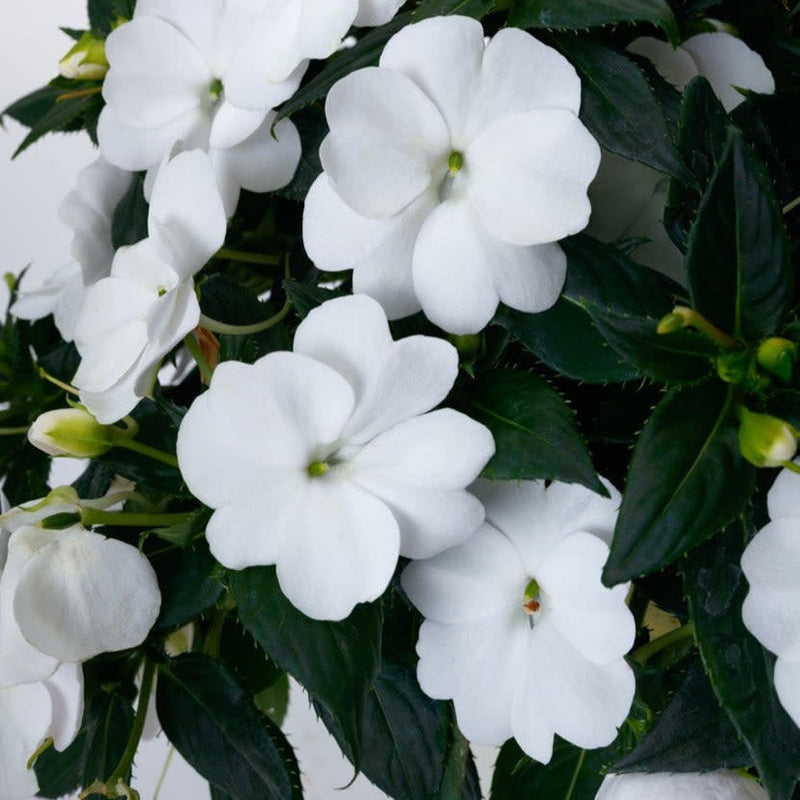 Proven Selections SunPatiens Compact Classic White Impatiens up close.