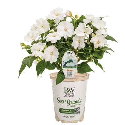 Proven Selections® SunPatiens® Compact Classic White Impatiens (Impatiens x hybrida)