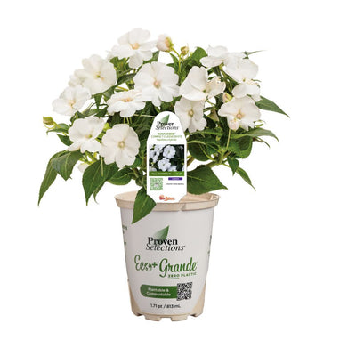 Proven Selections® SunPatiens® Compact Classic White Impatiens (Impatiens x hybrida)