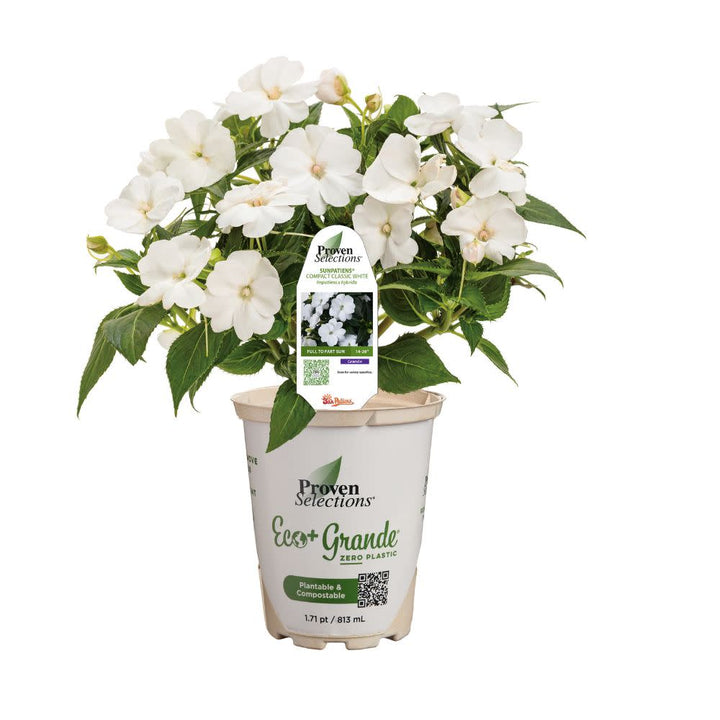 Impatiens | Proven Selections® SunPatiens® Compact Classic White