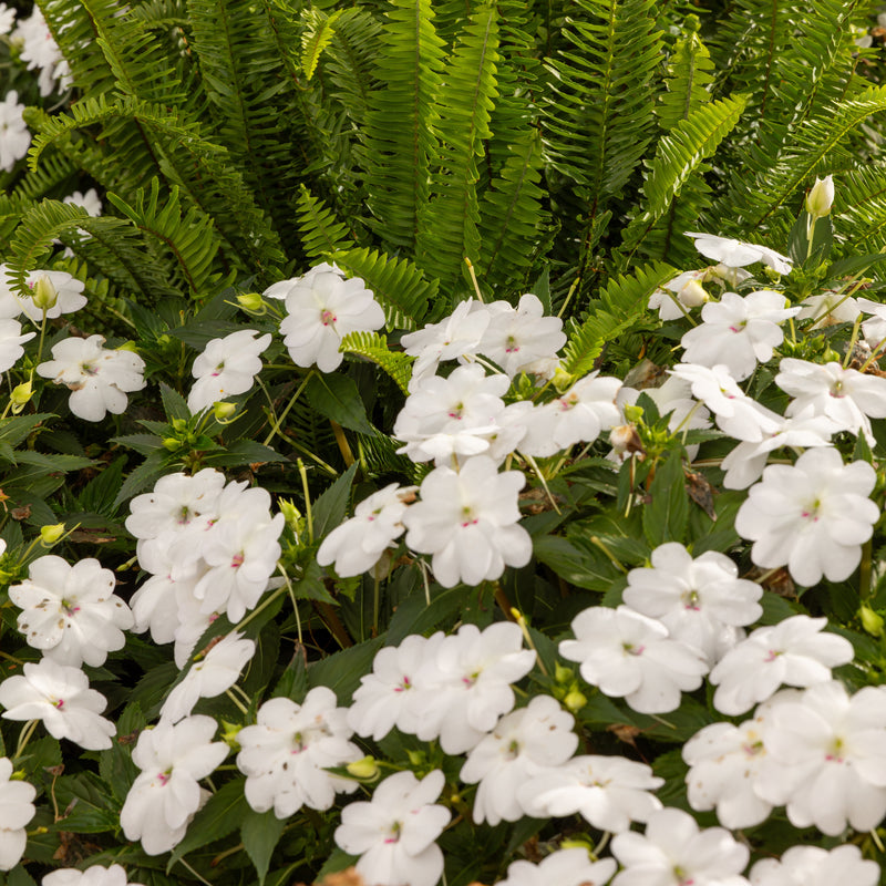 Proven Selections® SunPatiens® Compact Classic White Impatiens (Impatiens x hybrida)