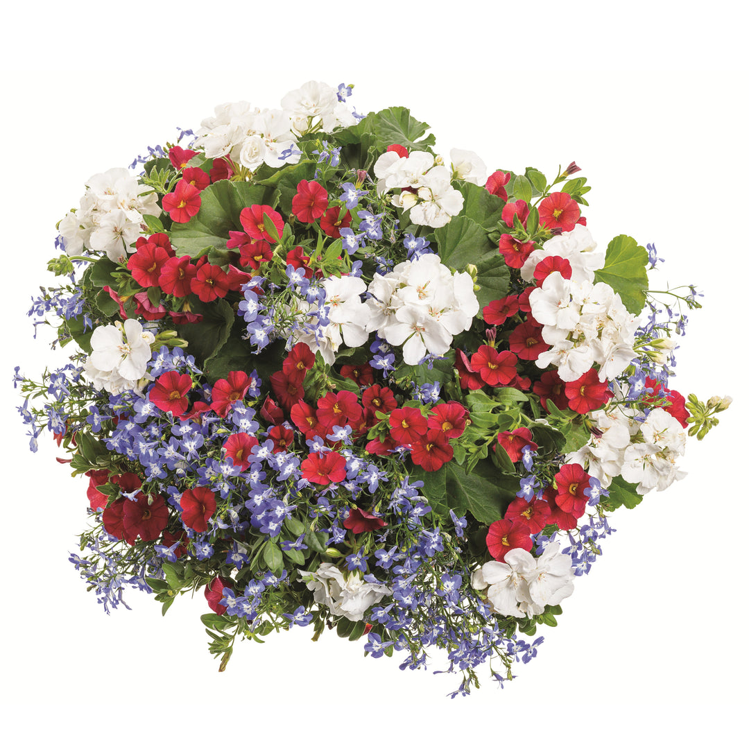 Impatiens | Proven Selections® SunPatiens® Compact Classic White