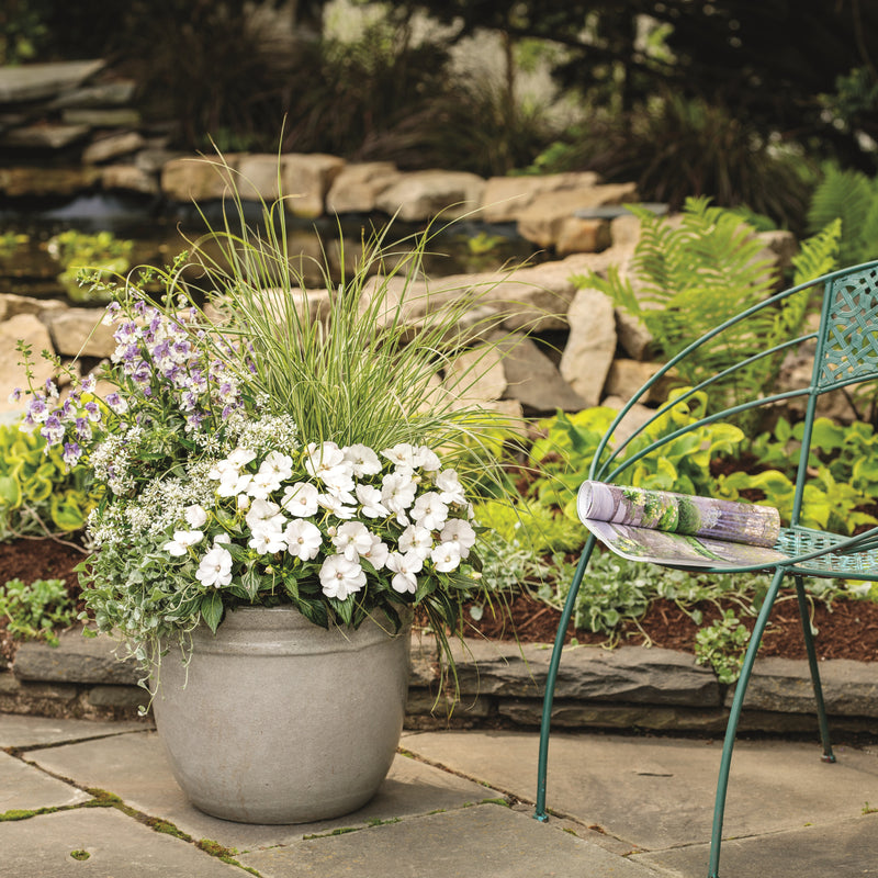 Proven Selections® SunPatiens® Compact Classic White Impatiens (Impatiens x hybrida)