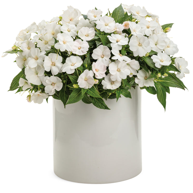 Proven Selections® SunPatiens® Compact Classic White Impatiens (Impatiens x hybrida)